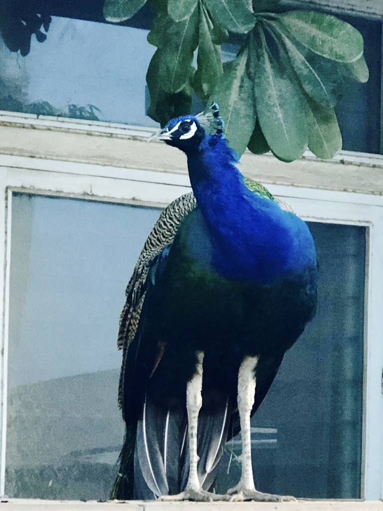wordless-wednesday-natasha-musing-in-our-winter-wonderland-peacock