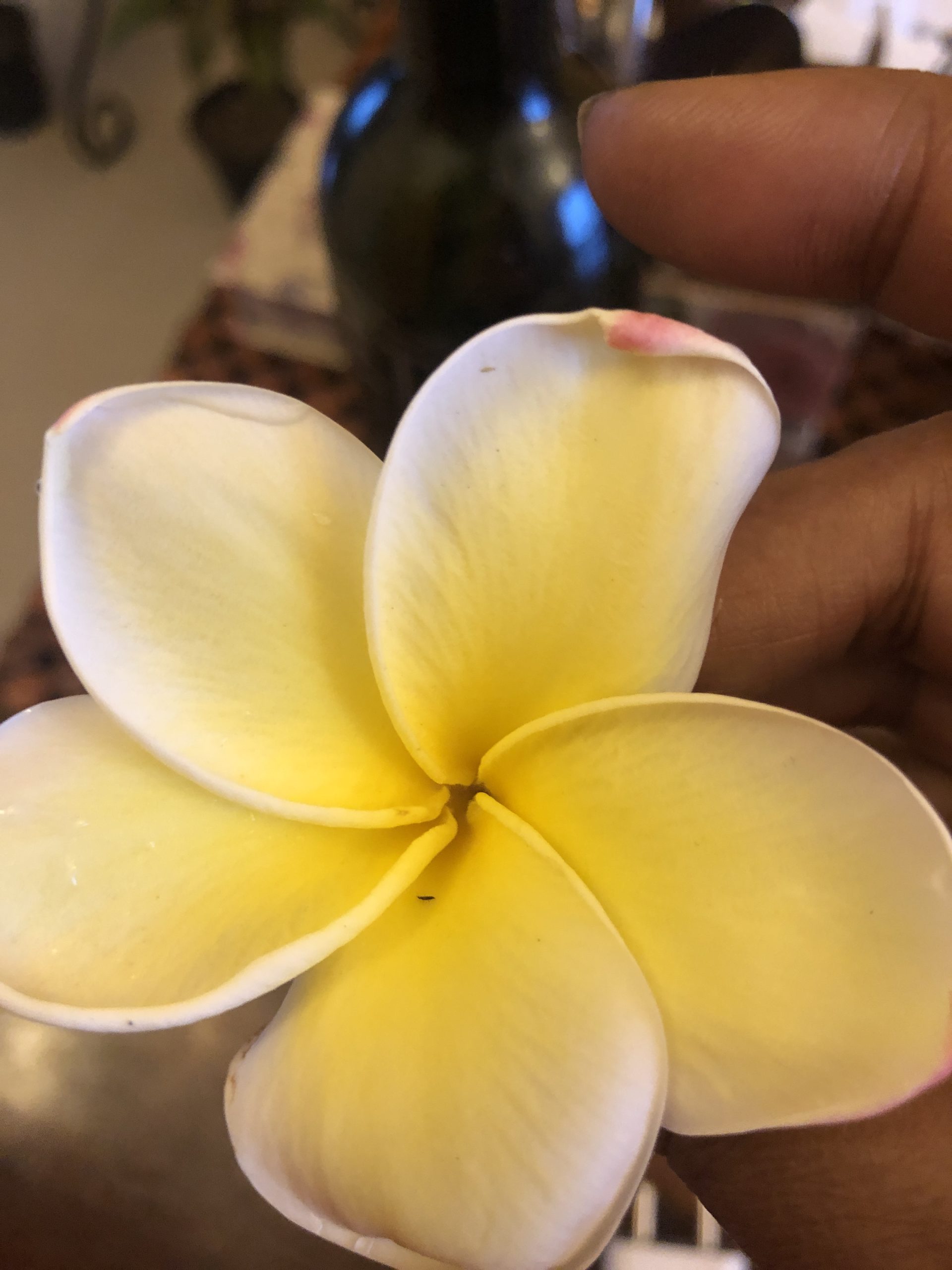 wordless-wednesday-wednesday-wisdom-natasha-musing-lfrangipani