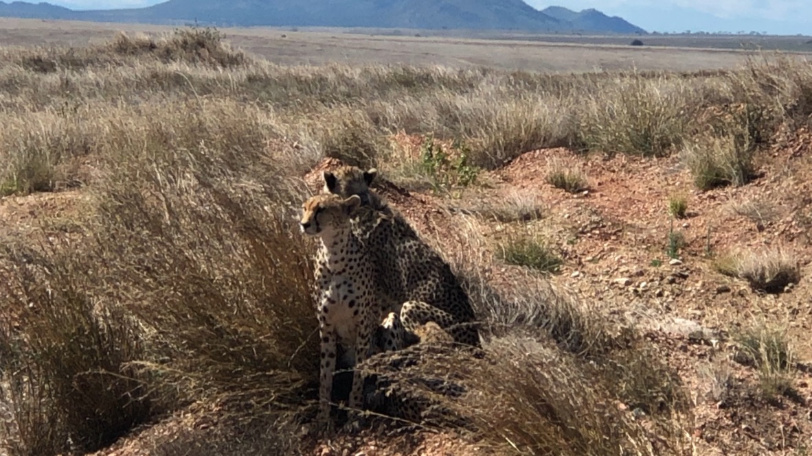 wordless-wednesday-natasha-musing-chancing-upon-cheetahs-african-adventures-cheetahs
