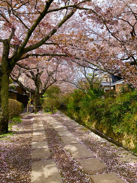 thursday-thoughts-natasha-musing-the-philosophers-path-a-walking-trail-in-koyoto-hanami