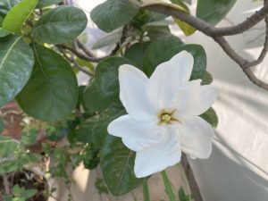 thursday-tree-love-natasha-musing-garden-love-roses