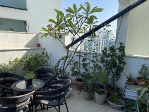 Thursday-tree-love-natasha-musing-garden-love-plants in pots garden chairs