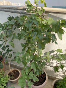thursday-tree-love-natasha-musing-garden-love-grapes vine