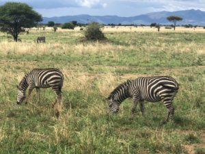 wordless-wednesday-wednesday-wisdom-natasha-musing-wild-africa-african-adventures-zebras-in-africa