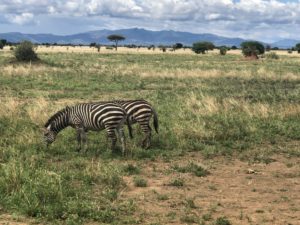 wordless-wednesday-wednesday-wisdom-natasha-musing-wild-africa-african-adventures-zebras-in-africa