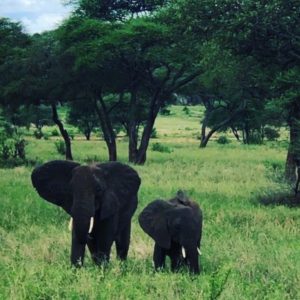wordless-wednesday-natasha-musing-save-our-environment-elephants