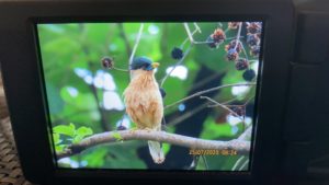 Brahminy starling