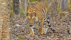 Tiger in Pench