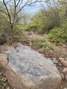 Rock in the Aravalli hills amidst flora