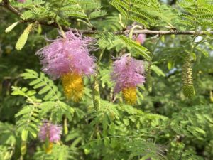 Sickle Bush Flower - Goya Kahir