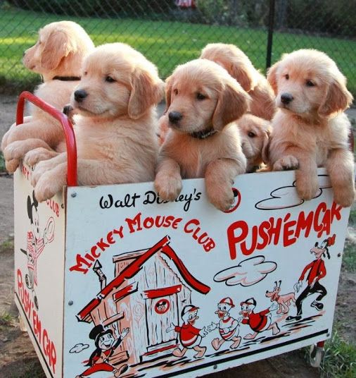 wow-blogadda-mondaymusings-life-is-a-box-of-puppies-puppies