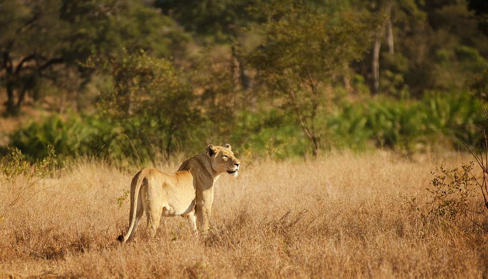 wanderlust-wednesday-blogiversary-adventures-at-kruger-lioness