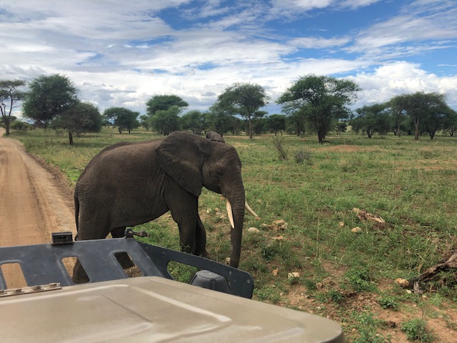 wordless-wednesday-natasha-musing-african-elephants-wild-africa-african-adventures-elephant