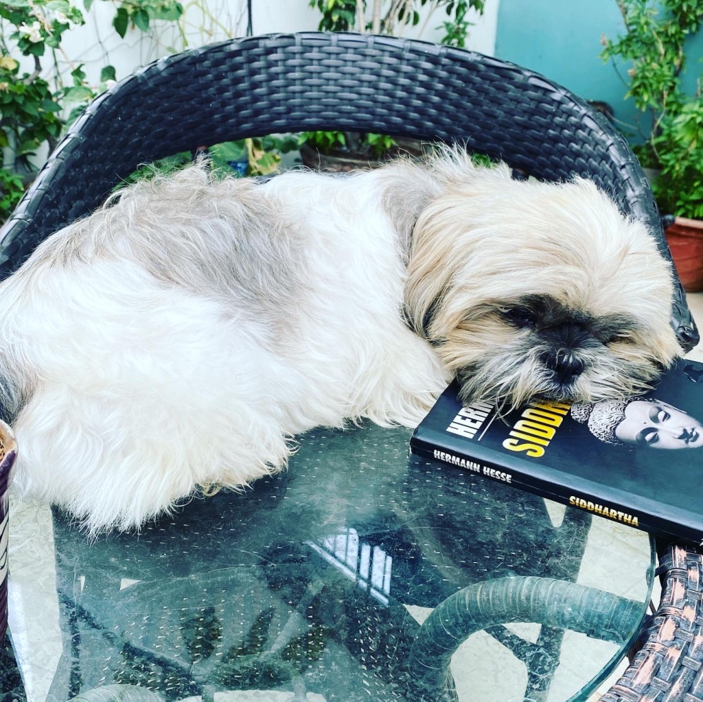 Dog resting on a book, Herman Hesse's Siddhartha