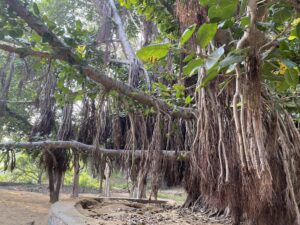 Banyan-Tree- hanging-roots