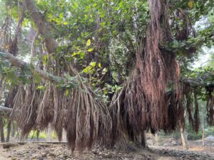 Banyan tree