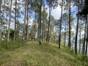 Pine forests- walk