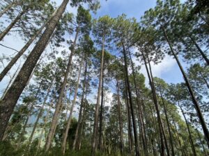 Pine trees-sky