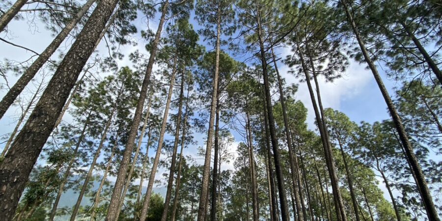 Pine trees-sky