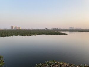 Wetlands - Waterplants and horizon