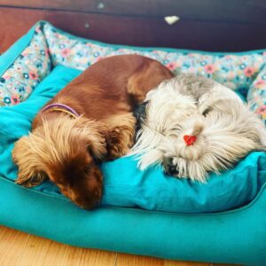 Dogs-Dog bed