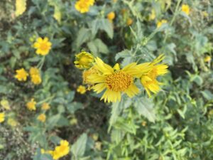 Wildflowers - sunflowers