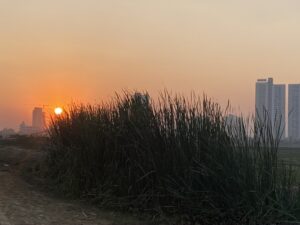 Sunset- Tall Grasses