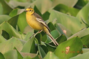 Wagtail - Yellow Wagtail