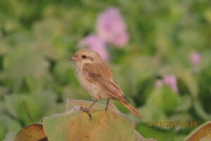 Shrike - Issabeline Shrike