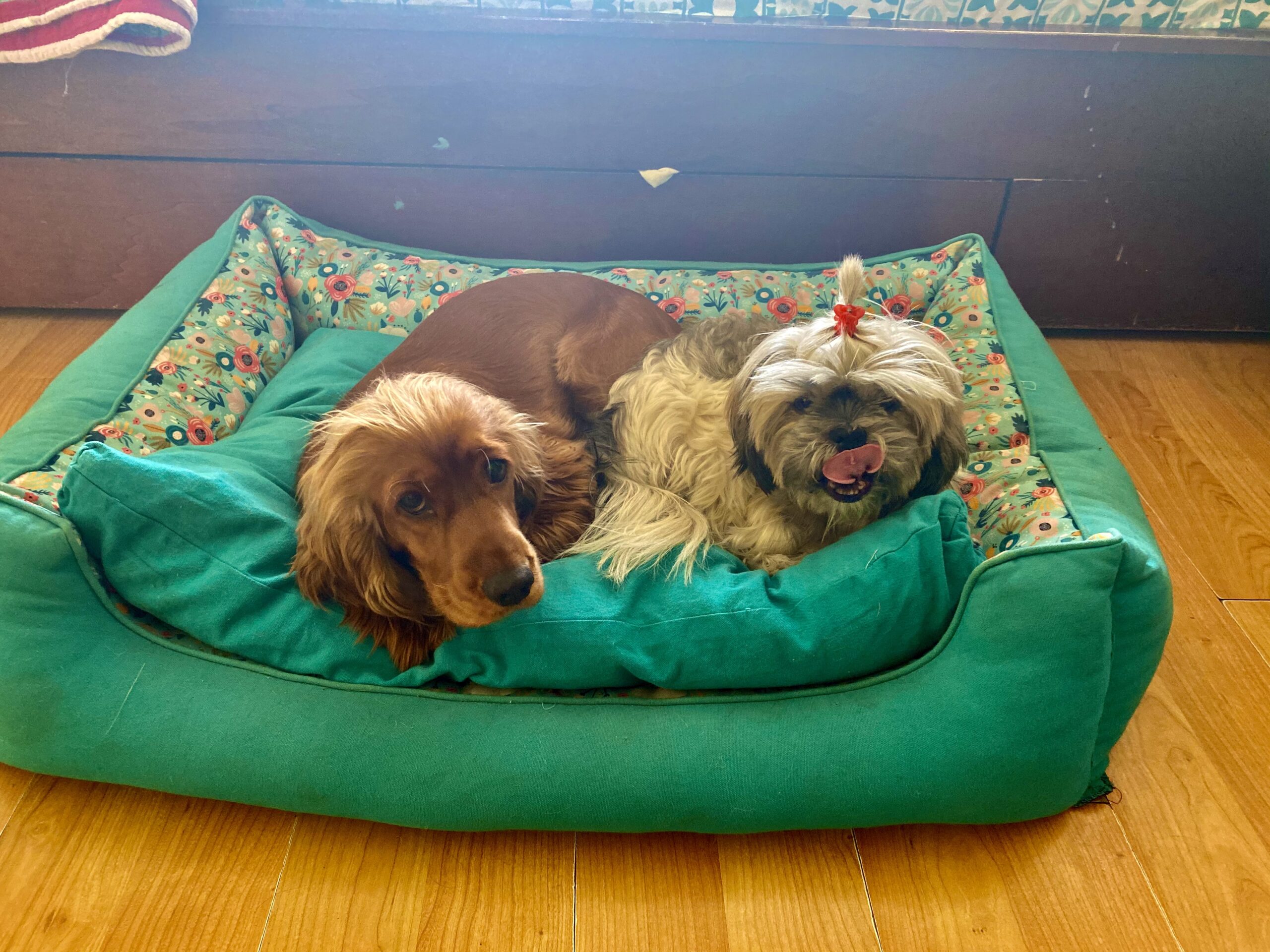 Dogs-Dog bed