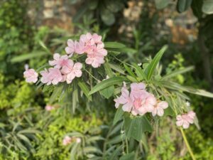 Oleander- pink