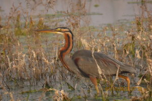 Heron- Purple Heron