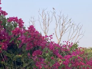 Bougainvillea bush-Birds