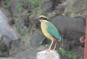 Indian Pitta- Bird