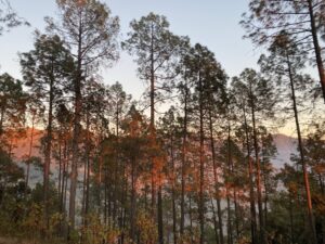 Pine Trees - Sunset