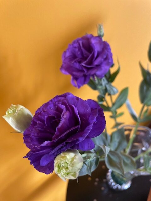 Eustoma - flowers and buds
