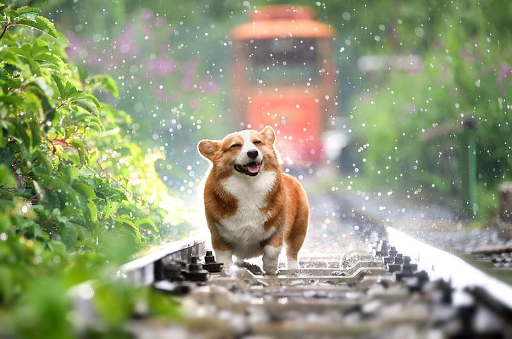 Dog- Rain