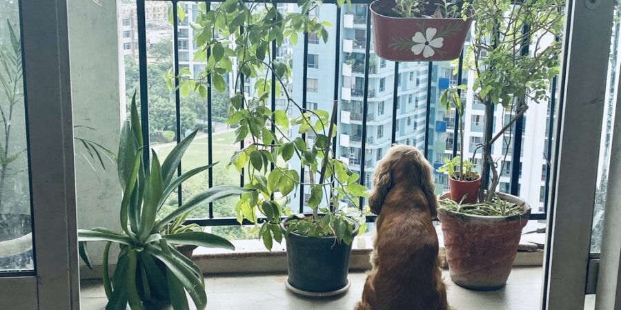 Balcony with Plants - Dog looking out