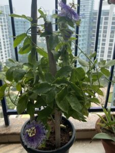 Passion Flower- Creeper plant