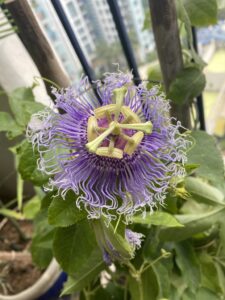 Passion flower - Purple