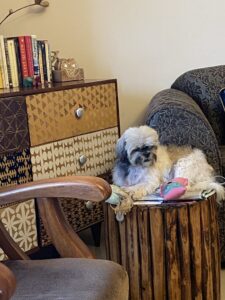 Dog-Book case-Books