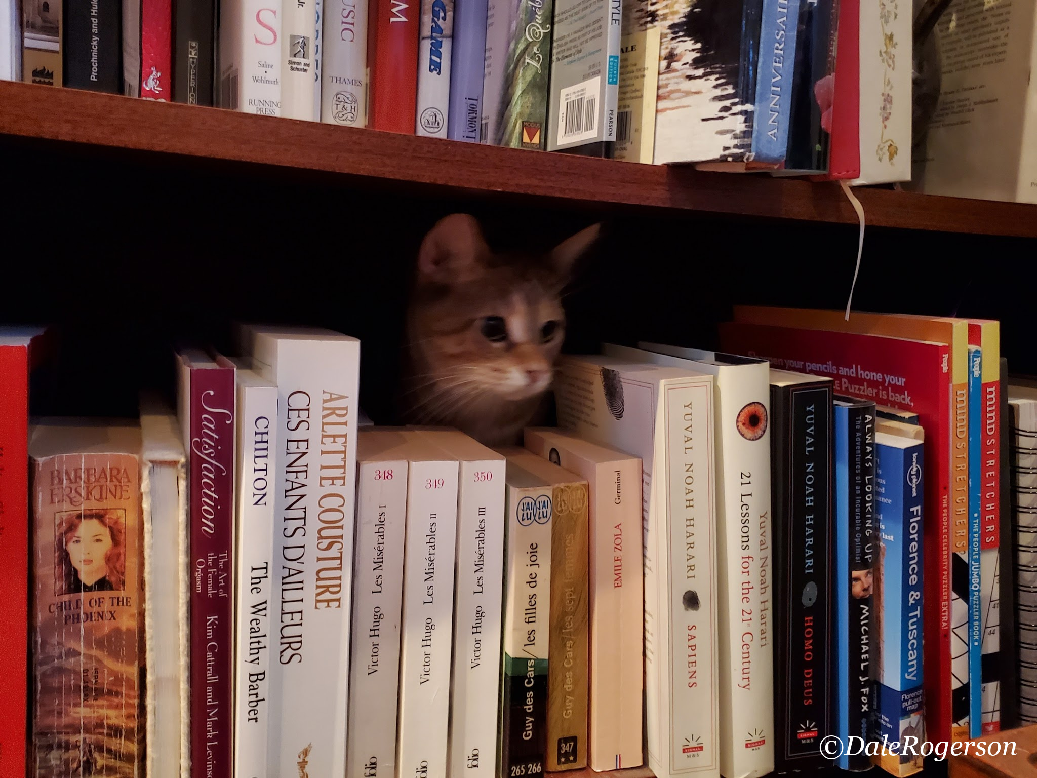 Bookshelf- Books and Kitten