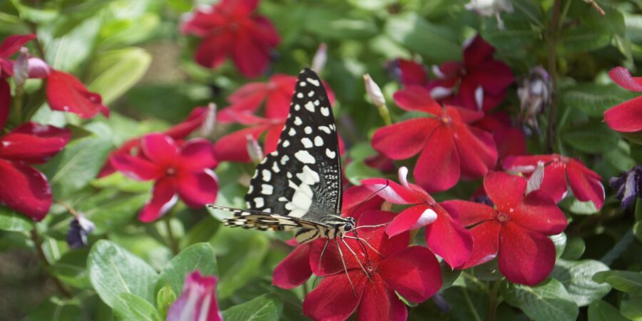 butterfly-red-flowers