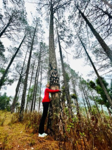 treehugger-pine-trees