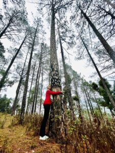 tree-hugger-pine-natasha-forest