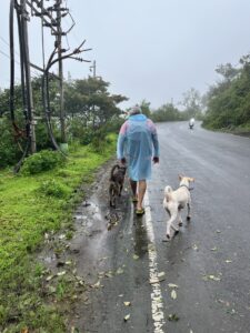 Walking in the Rain-Two Dogs-Man