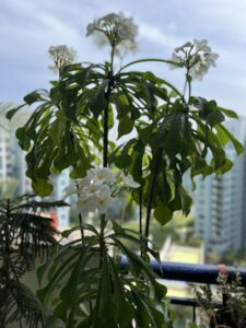 Plumeria-Flowers-Tree