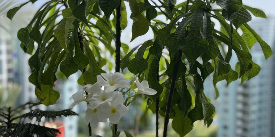 Plumeria-Flowers-Tree