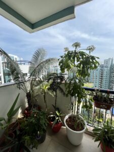 Plants-Nag-Champa-Palm-Balcony