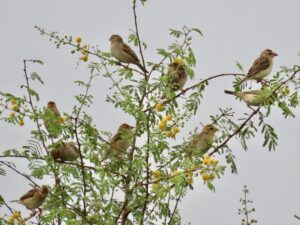 Baya weavers-Colony-flowering tree-Birds